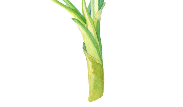 水彩手绘花朵叶子矢量素材