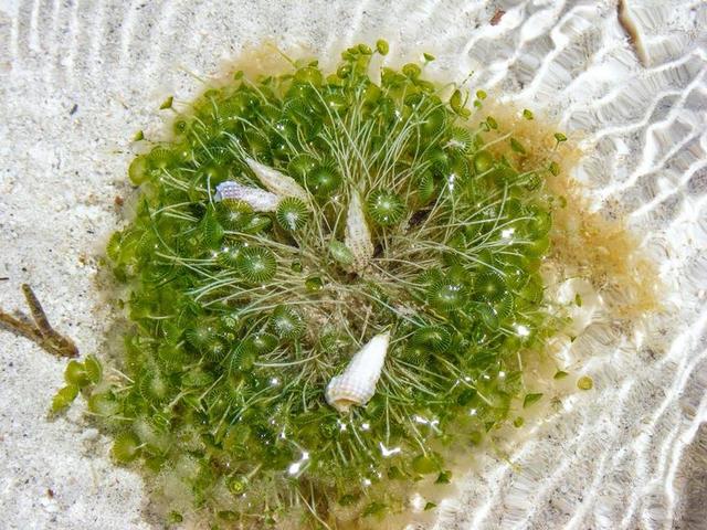 海 生活 海洋 贝壳 自然 水下 大西洋 植物 特写 生物