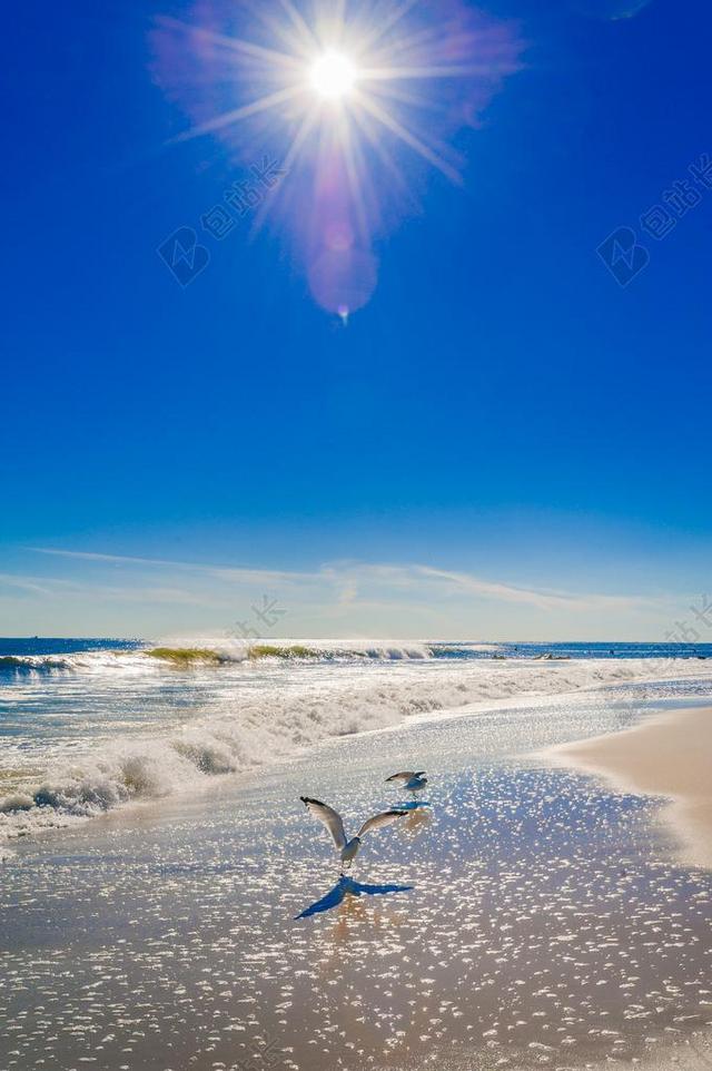 蓝色动物阳光下的海滩上的海鸥背景图片
