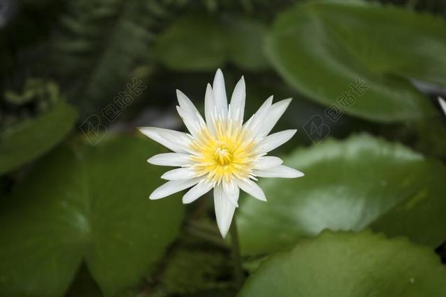 莲花 睡莲 自然 花 植物 开花 水 植物区系 绿色 盛开