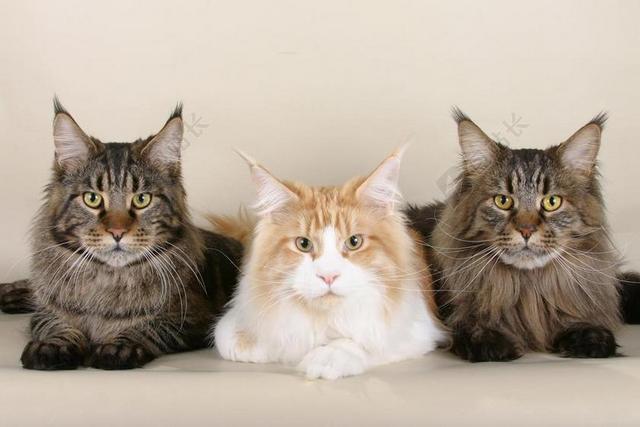猫 缅因库恩猫 三 可爱 动物 猫的 白 可爱的 毛皮