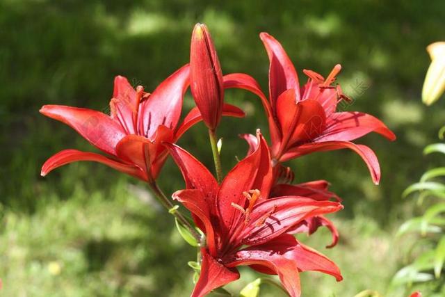 鲜花 莉莉 红色 花卉 香味 性质 夏季花卉 夏季 美丽的花
