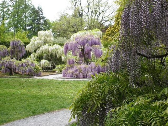 鲜花 紫藤 春 开花 植物 花的 紫色 如诗如画 户外