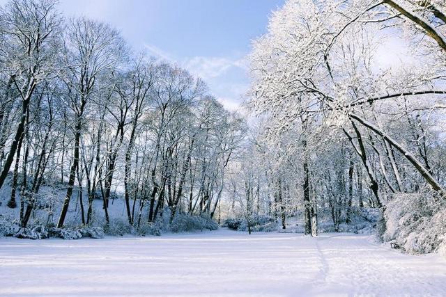 冬季 雪 景观 树