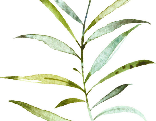 手绘水彩树叶素材