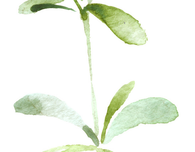 手绘水彩树叶素材
