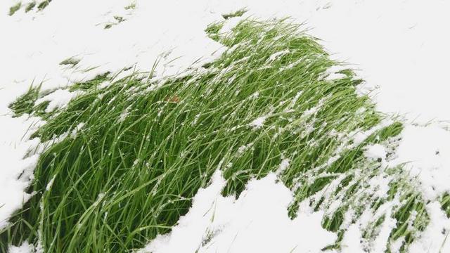 草 雪 冬季 绿草地 初冬 冷 冻结的 性质