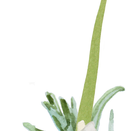 手绘水彩花装饰素材