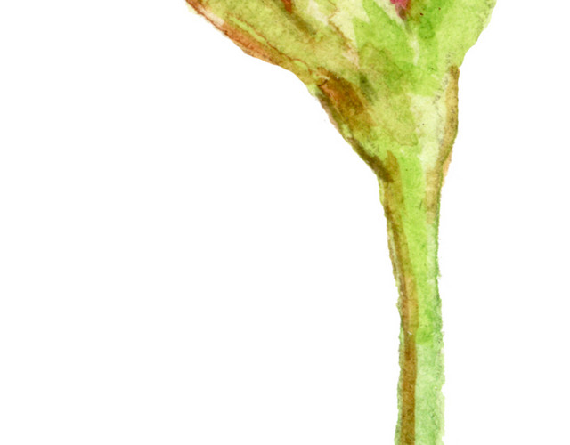 水彩手绘玫瑰花素材