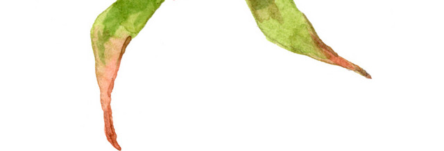 水彩手绘玫瑰花素材