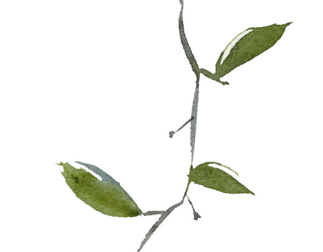 手绘水墨树叶素材