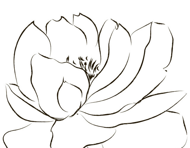手绘素描花朵素材