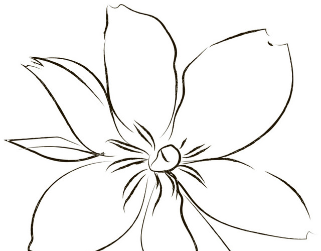 手绘素描花朵素材