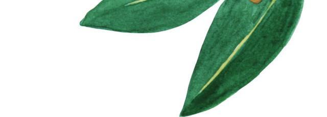 水彩绿色植物树叶素材