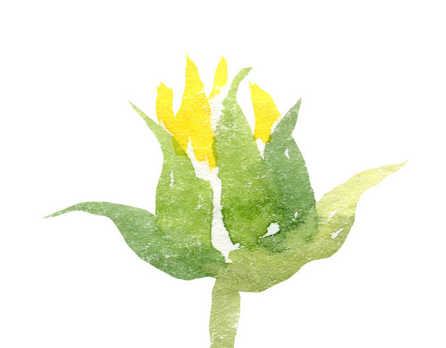手绘水彩菊花素材