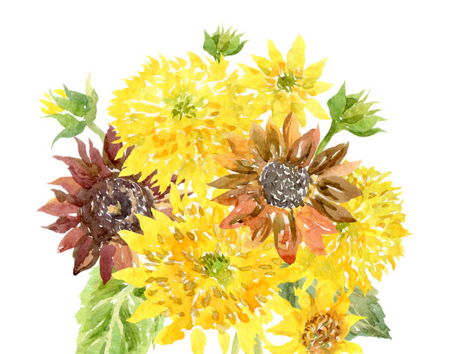 手绘水彩菊花素材