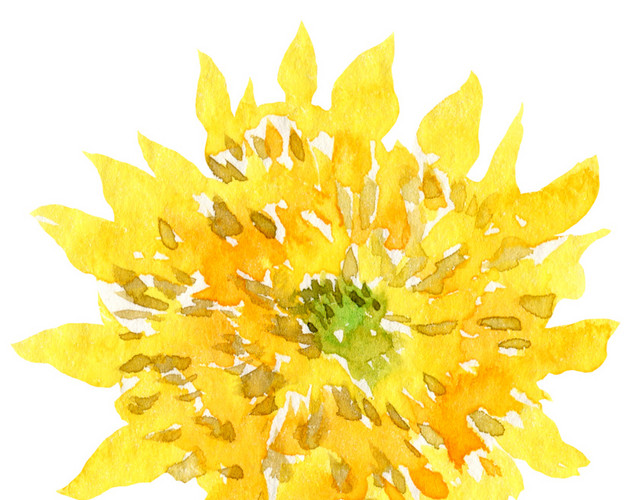 手绘水彩菊花素材