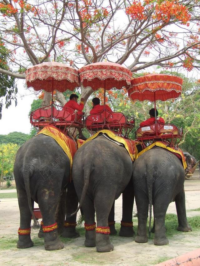象 泰国 厚皮动物 亚洲 MAHOUT 打破 骑大象 骑