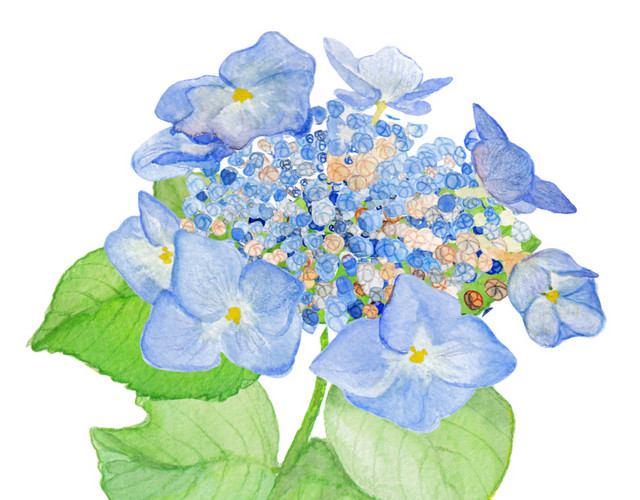 手绘水彩花装饰素材