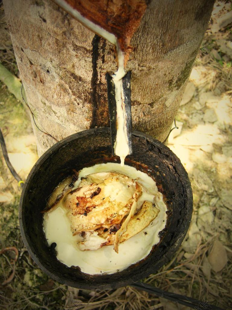 乳胶 橡胶 胶树 树 热带 亚洲 农业 人工林 业 森林