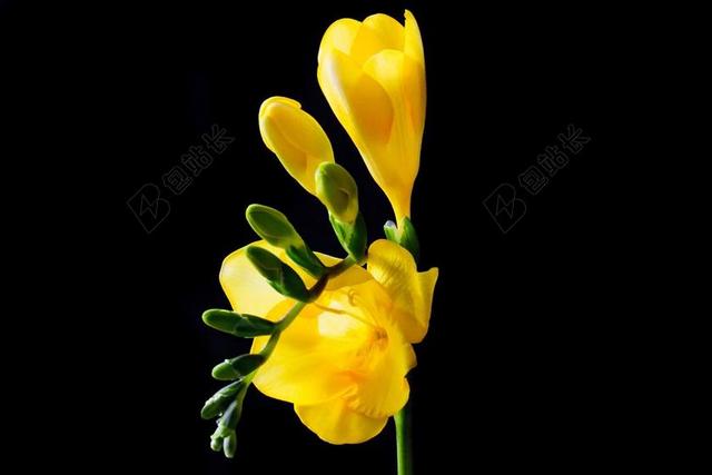 鸢尾科 花 开花 春天 关闭 丰富多彩 SCHNITTBLUME