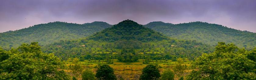 绿色广阔森林背景图片