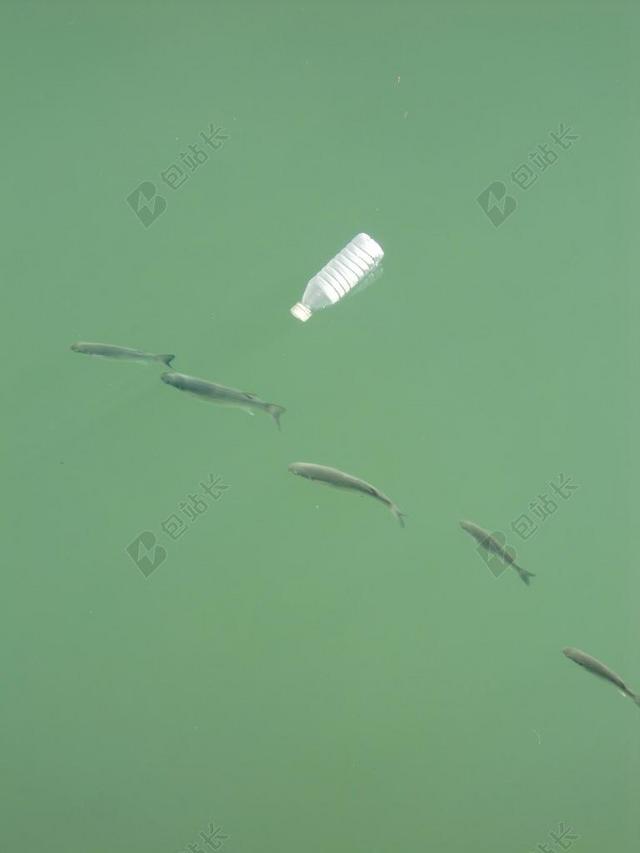鱼 水 河 垃圾 污染 瓶 塑料瓶 绿色