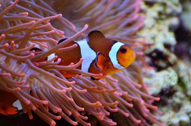 海葵鱼 鱼 水族馆 AMPHIPRION 鱼 水生物 游泳