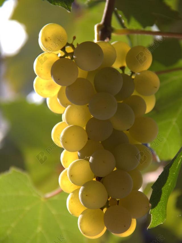 单 葡萄 黄色 秋天 自然 水果 农村 酿酒 收获 绿色