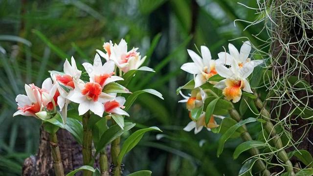 兰花 植物园 新加坡 厂 热带 公园 花