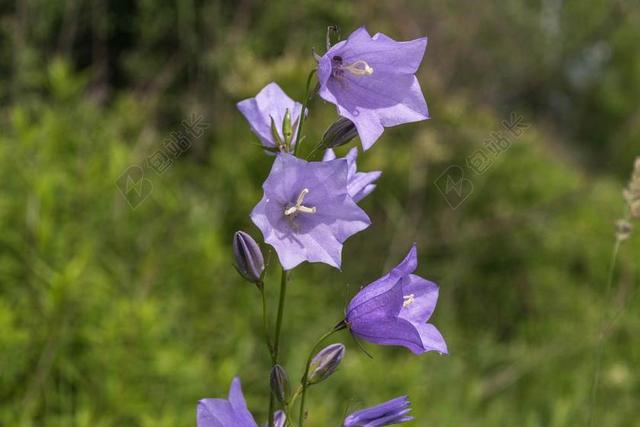 桔梗 开花 风铃 花 蓝紫色 紫 关闭 厂