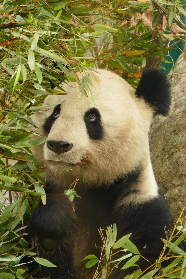 真实大熊猫吃竹子背景图片