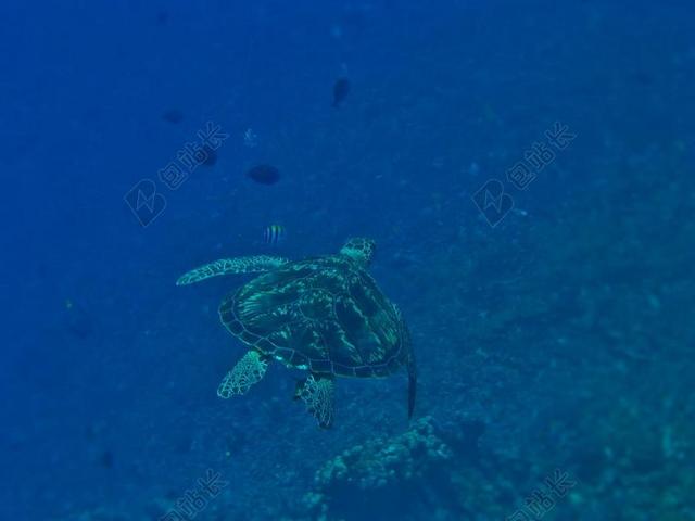 海底的海龟背景图片