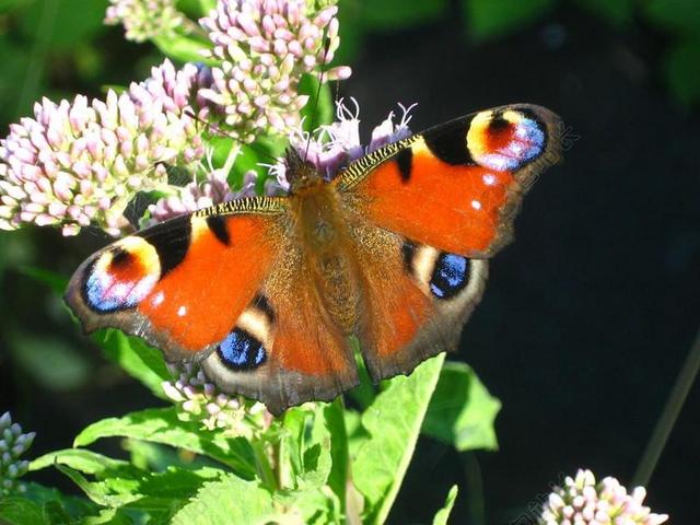蝴蝶 欧洲的孔雀 AGLAIS IO 特写 多彩 昆虫 花园