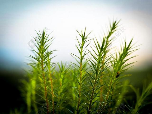 性质 厂 关闭 春天 叶子 景观 草 草地 绿色