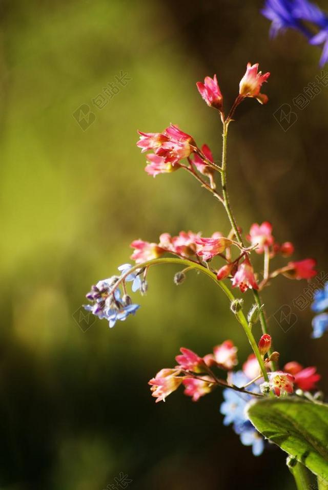 小花 春天 蓝色的花 红花 背景虚化