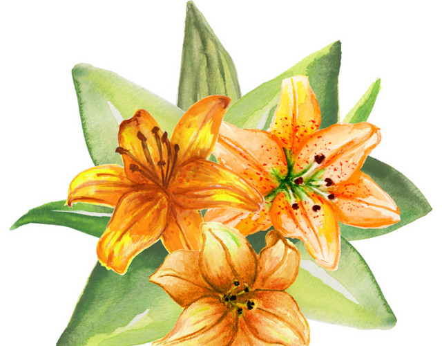 手绘水彩花卉素材
