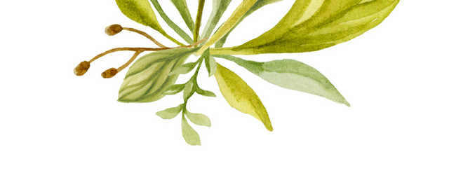 手绘水彩植物叶子素材