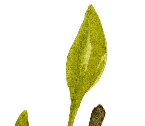 手绘水彩植物叶子素材