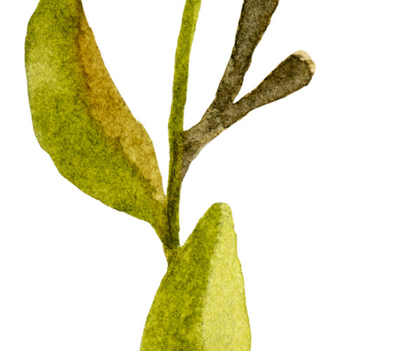 手绘水彩植物叶子素材