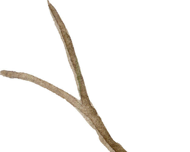 手绘水彩植物树枝素材