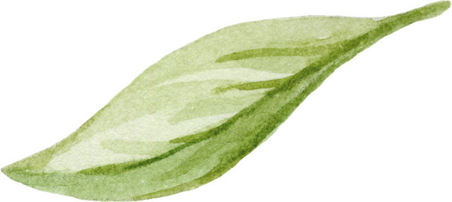 手绘水彩植物叶子素材