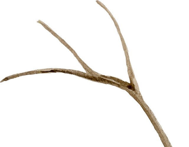 手绘水彩植物树枝素材