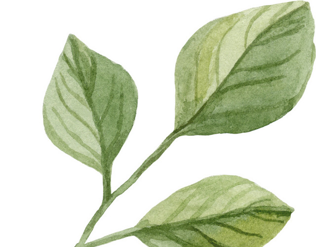 手绘水彩植物叶子素材