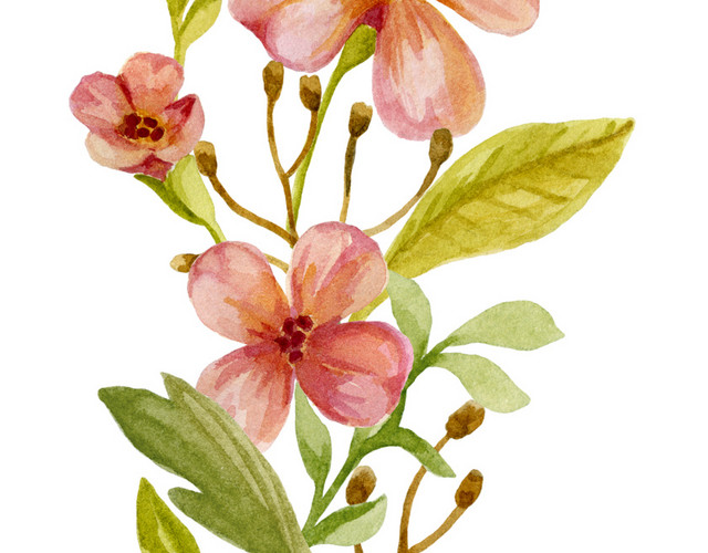 手绘水彩花卉枝条素材