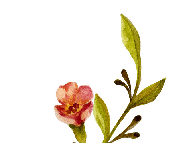 手绘水彩花卉枝条素材
