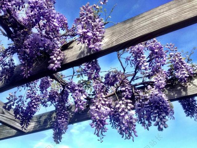 紫藤紫色春花花园开花束紫罗兰色花的日本 包站长
