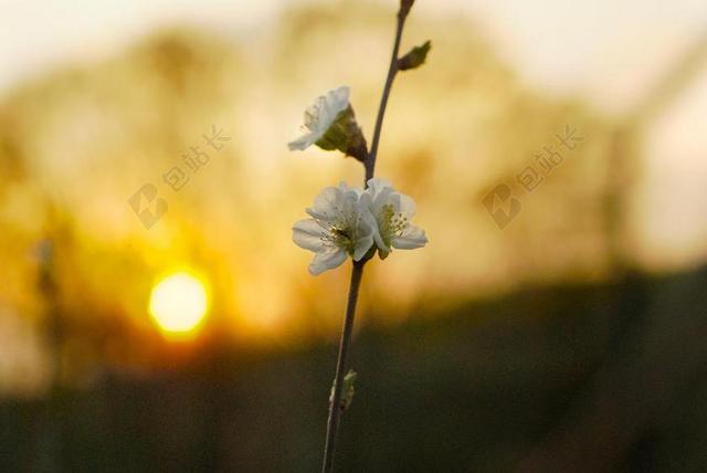 樱桃 开花 自然 6 月 树 花 樱桃树 群集 盛开 枝杈