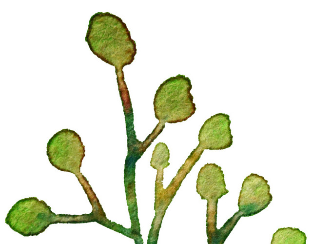 树枝树叶装饰矢量素材