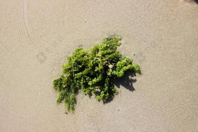 自然特写沙滩上的绿色水藻背景图片